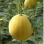 Heirloom 'Huang Pi Qiu' Yellow Skin Red Seedless Watermelon 1000 PCS Seeds