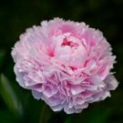 Heirloom 'Jin Guang San Hui' Pink Chinese Peony Flower Root 5 PCS Seeds