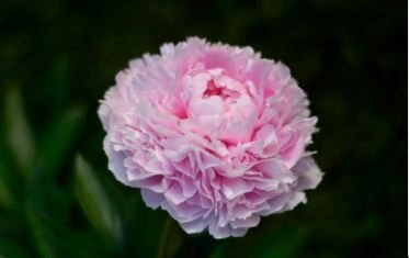 Heirloom 'Jin Guang San Hui' Pink Chinese Peony Flower Root 5 PCS Seeds