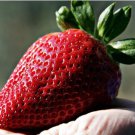 Heirloom 'Jindi' Season Big Red Strawberry 40 PCS Seeds