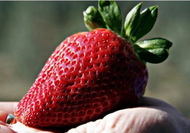 Heirloom 'Jindi' Season Big Red Strawberry 40 PCS Seeds