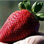 Heirloom 'Jindi' Season Big Red Strawberry 40 PCS Seeds