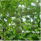 Heirloom 'Jindi' Small Ornamental Gourd 8 PCS Seeds