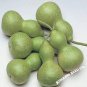 Heirloom 'Jindi' Small Ornamental Gourd 8 PCS Seeds