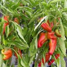 Heirloom 'Jinke' Long Giant Ox Horn Sweet Pepper 300 PCS Seeds