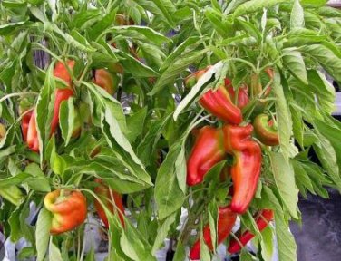 Heirloom 'Jinke' Long Giant Ox Horn Sweet Pepper 300 PCS Seeds