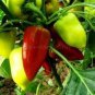 Heirloom 'Jinke' Long Giant Ox Horn Sweet Pepper 300 PCS Seeds