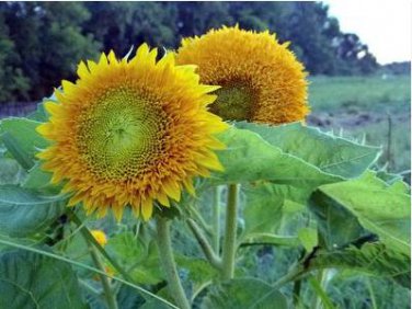 Heirloom 'Jubilance' Yellow Golden Ornamental Sunflower 15 PCS Seeds