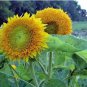 Heirloom 'Jubilance' Yellow Golden Ornamental Sunflower 15 PCS Seeds