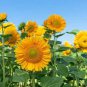 Heirloom 'Jubilance' Yellow Golden Ornamental Sunflower 15 PCS Seeds