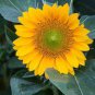 Heirloom 'Jubilance' Yellow Golden Ornamental Sunflower 15 PCS Seeds