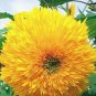 Heirloom 'Jubilance' Yellow Golden Ornamental Sunflower 15 PCS Seeds