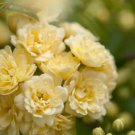 Heirloom 'Lady Banks' Yellow Climbing Rose Flower 100 PCS Seeds