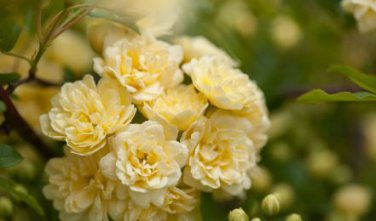Heirloom 'Lady Banks' Yellow Climbing Rose Flower 100 PCS Seeds