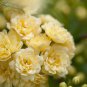 Heirloom 'Lady Banks' Yellow Climbing Rose Flower 100 PCS Seeds