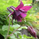 Heirloom 'lantern' Brown Orange Aquilegia Columbine 50 PCS Seeds Heirloom 'lantern' Brown Orange Aquilegia Columbine 50 PCS Seeds