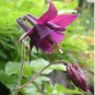 Heirloom 'lantern' Brown Orange Aquilegia Columbine 50 PCS Seeds
