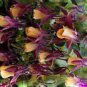 Heirloom 'lantern' Brown Orange Aquilegia Columbine 50 PCS Seeds