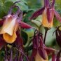 Heirloom 'lantern' Brown Orange Aquilegia Columbine 50 PCS Seeds