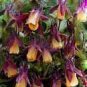 Heirloom 'lantern' Brown Orange Aquilegia Columbine 50 PCS Seeds