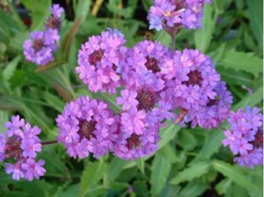 Heirloom 'Luo Han' Dark Red Verbena with White Heart Flower 50 PCS Seeds