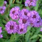 Heirloom 'Luo Han' Dark Red Verbena with White Heart Flower 50 PCS Seeds