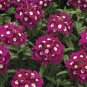 Heirloom 'Luo Han' Dark Red Verbena with White Heart Flower 50 PCS Seeds