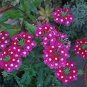 Heirloom 'Luo Han' Dark Red Verbena with White Heart Flower 50 PCS Seeds