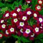 Heirloom 'Luo Han' Dark Red Verbena with White Heart Flower 50 PCS Seeds