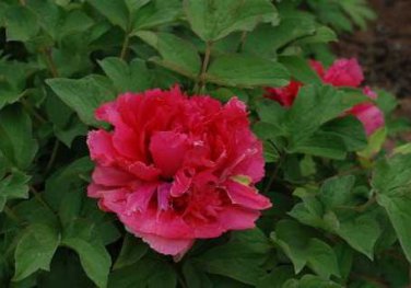 Heirloom 'Ni Hong Huan Cai' Red Golden Rare Peony Plant Flower 5 PCS Seeds