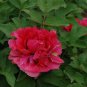 Heirloom 'Ni Hong Huan Cai' Red Golden Rare Peony Plant Flower 5 PCS Seeds