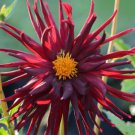 Heirloom 'Nuit d'Ete' Dark Red Dahlia Perennial Flower 20 PCS Seeds Heirloom 'Nuit d'Ete' Dark Red Dahlia Perennial Flower 20 PCS Seeds