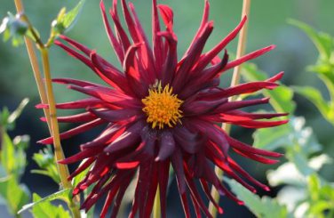 Heirloom 'Nuit d'Ete' Dark Red Dahlia Perennial Flower 20 PCS Seeds