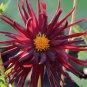 Heirloom 'Nuit d'Ete' Dark Red Dahlia Perennial Flower 20 PCS Seeds