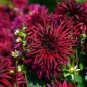 Heirloom 'Nuit d'Ete' Dark Red Dahlia Perennial Flower 20 PCS Seeds