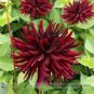 Heirloom 'Nuit d'Ete' Dark Red Dahlia Perennial Flower 20 PCS Seeds
