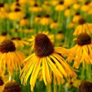 Heirloom 'Paradoxa' Yellow Spider Echinacea purpurea 100 PCS Seeds