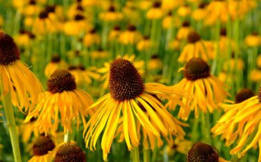 Heirloom 'Paradoxa' Yellow Spider Echinacea purpurea 100 PCS Seeds