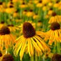 Heirloom 'Paradoxa' Yellow Spider Echinacea purpurea 100 PCS Seeds