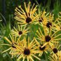 Heirloom 'Paradoxa' Yellow Spider Echinacea purpurea 100 PCS Seeds