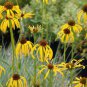 Heirloom 'Paradoxa' Yellow Spider Echinacea purpurea 100 PCS Seeds