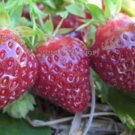 Heirloom 'Purple Wonder' Big Strawberry 100 PCS Seeds