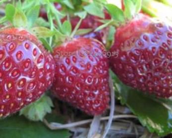 Heirloom 'Purple Wonder' Big Strawberry 100 PCS Seeds