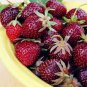 Heirloom 'Purple Wonder' Big Strawberry 100 PCS Seeds