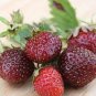 Heirloom 'Purple Wonder' Big Strawberry 100 PCS Seeds