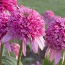 Heirloom 'Razzmatazz' Echinacea 100 PCS Seeds Heirloom 'Razzmatazz' Echinacea 100 PCS Seeds