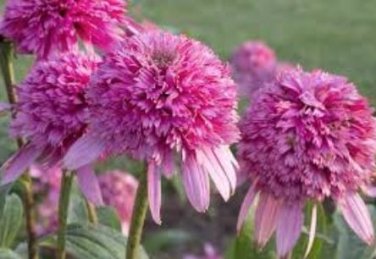Heirloom 'Razzmatazz' Echinacea 100 PCS Seeds