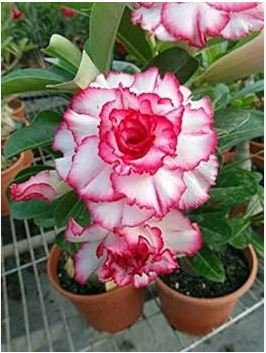 Heirloom 'River of Quick Sand' Adenium Desert rose 2 PCS Seeds