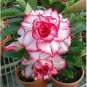 Heirloom 'River of Quick Sand' Adenium Desert rose 2 PCS Seeds