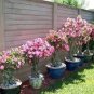 Heirloom 'River of Quick Sand' Adenium Desert rose 2 PCS Seeds